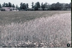 In en om de Boerderij III - In de Zomer