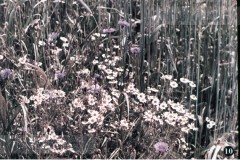 In en om de Boerderij III - In de Zomer