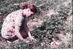 In en om de Boerderij III - In de Zomer