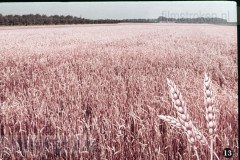 In en om de Boerderij III - In de Zomer