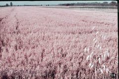 In en om de Boerderij III - In de Zomer