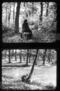 Herfst in het Bos Herfst in het Bos