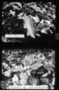 Herfst in het Bos Herfst in het Bos
