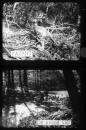 Herfst in het Bos Herfst in het Bos
