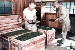 Theecultuur in Japan