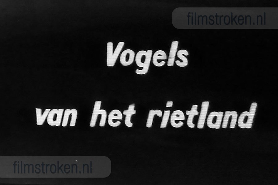 Vogels van het Rietland Vogels van het Rietland