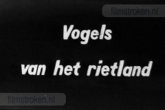 Vogels van het Rietland Vogels van het Rietland