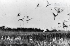 Vogels van het Rietland Vogels van het Rietland