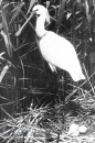 Vogels van het Rietland Vogels van het Rietland
