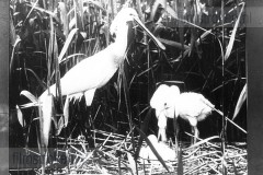 Vogels van het Rietland Vogels van het Rietland
