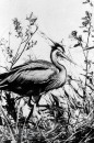 Vogels van het Rietland Vogels van het Rietland