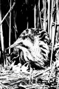 Vogels van het Rietland Vogels van het Rietland