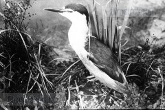 Vogels van het Rietland Vogels van het Rietland