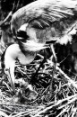 Vogels van het Rietland Vogels van het Rietland