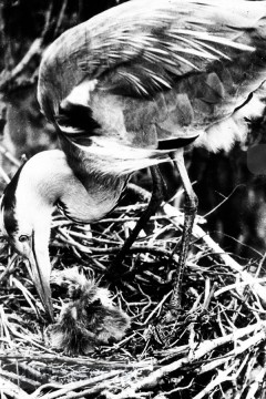 Vogels van het Rietland