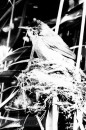 Vogels van het Rietland Vogels van het Rietland