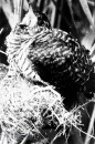 Vogels van het Rietland Vogels van het Rietland