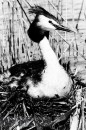 Vogels van het Rietland Vogels van het Rietland