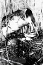 Vogels van het Rietland Vogels van het Rietland