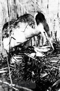 Vogels van het Rietland