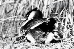 Vogels van het Rietland Vogels van het Rietland