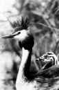 Vogels van het Rietland Vogels van het Rietland