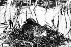 Vogels van het Rietland Vogels van het Rietland