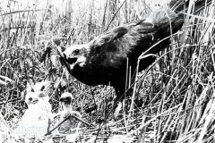 Vogels van het Rietland