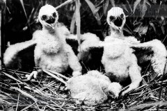 Vogels van het Rietland Vogels van het Rietland