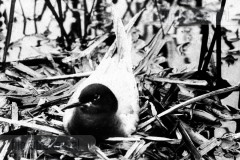 Vogels van het Rietland Vogels van het Rietland