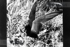 Vogels van het Rietland Vogels van het Rietland