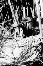 Vogels van het Rietland Vogels van het Rietland
