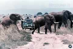 Zuid-Afrika II - Landschap, Flora en Fauna